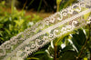 Symetrical Floral Fancy Lace Trim Light Beige 1⅝