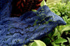 Navy Floral Leaf Galloon Lace