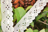 Eyelet Light Beige Scalloped Lace Trim