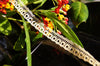 Honey Narrow Lace Trim