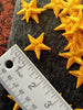 Vintage Embroidered Yellow Star Decorative Patch #5015